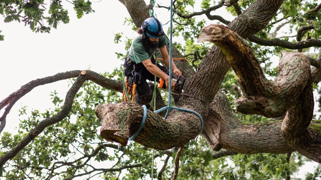 Tree Pruning Services