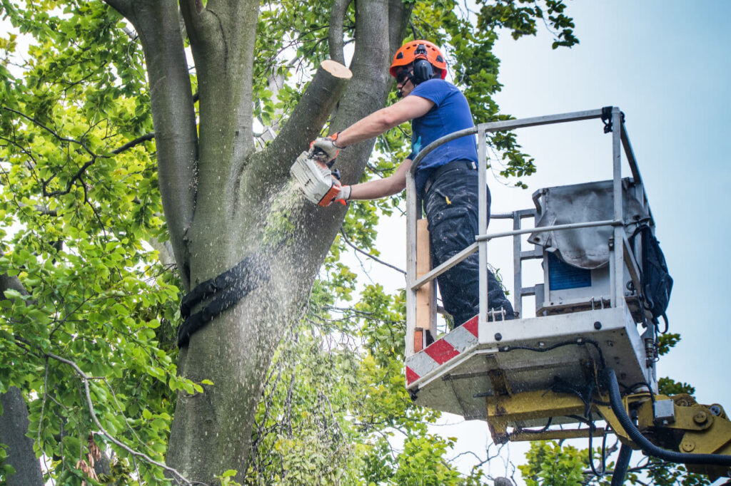 Tree Pruning