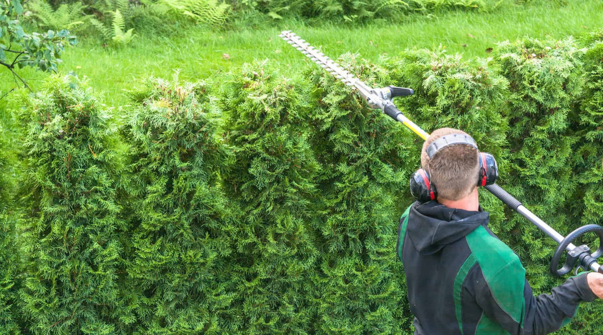 Hedge Trimming