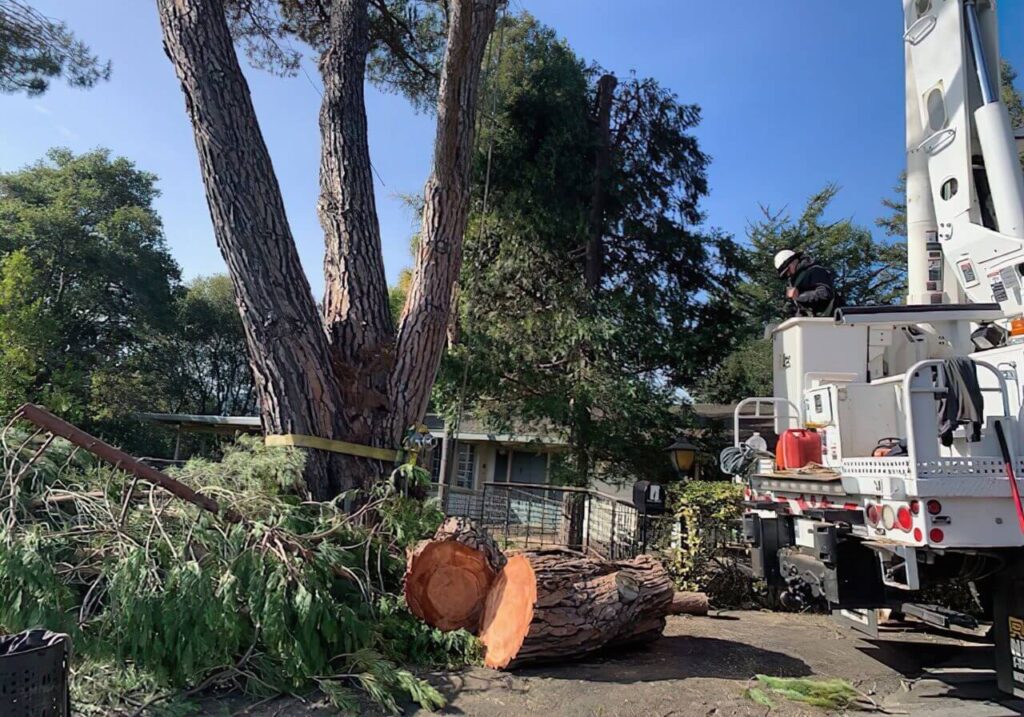 Tree Pruning