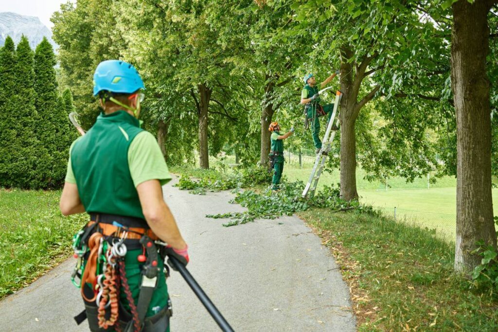 Choosing the Right Tree Pruning Service for Your Property