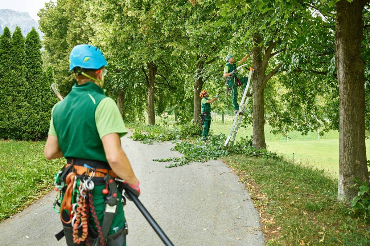 Tree Pruning