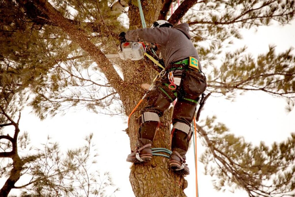 Tree Pruning Services