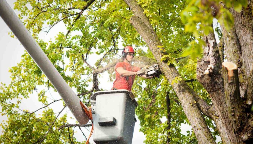 Tree Pruning