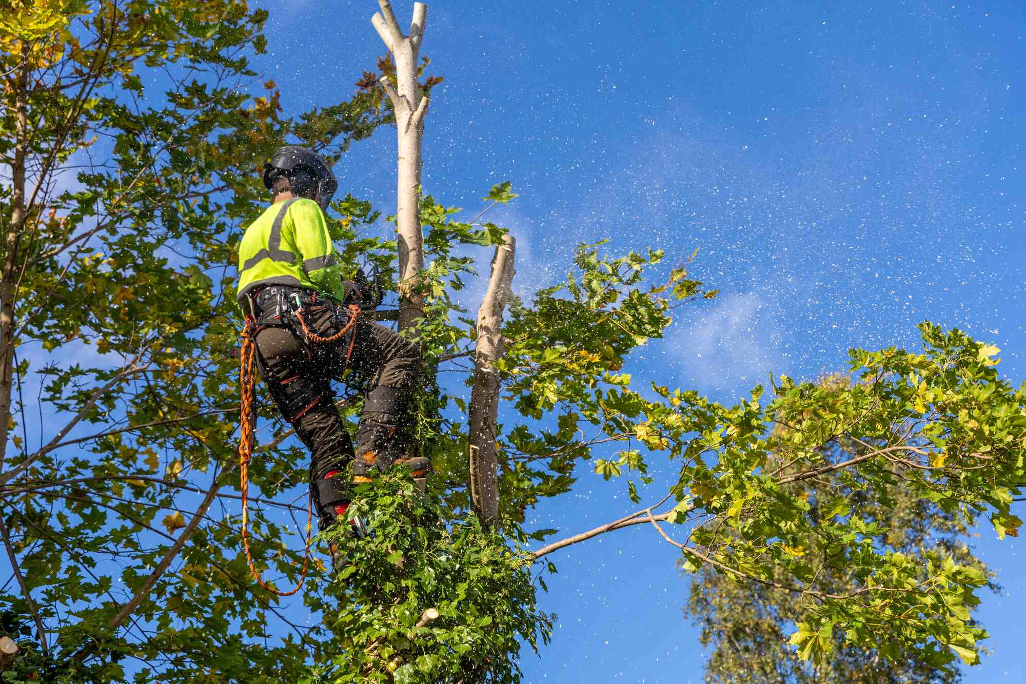 Tree Pruning