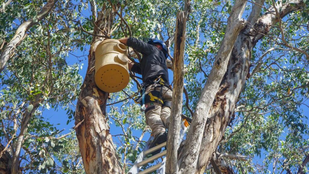 Tree Pruning Services