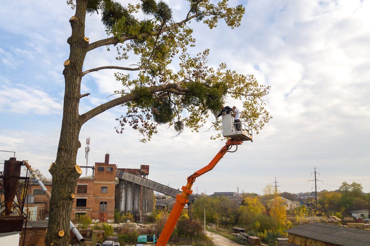 Tree Pruning Services